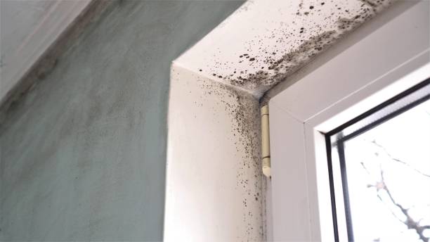 Crawl Space Mold Removal in Pelion, SC