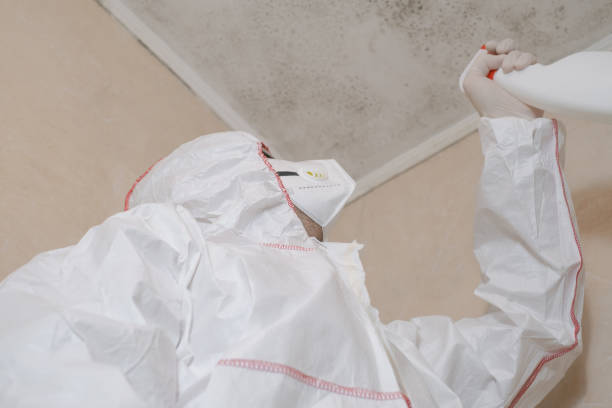 Attic Mold Removal in Pelion, SC