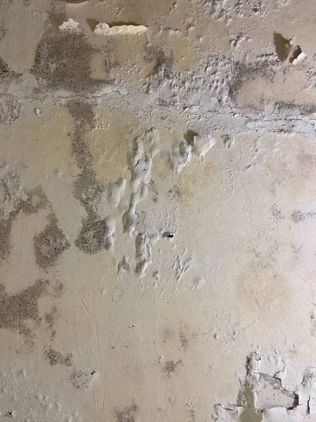 Best Attic Mold Removal  in Pelion, SC