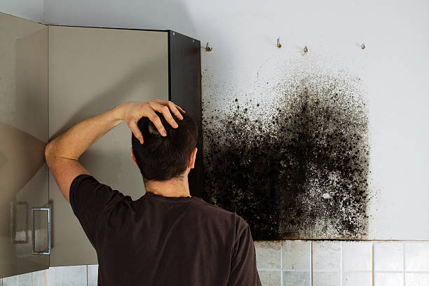 Best Mold Removal Specialists  in Pelion, SC